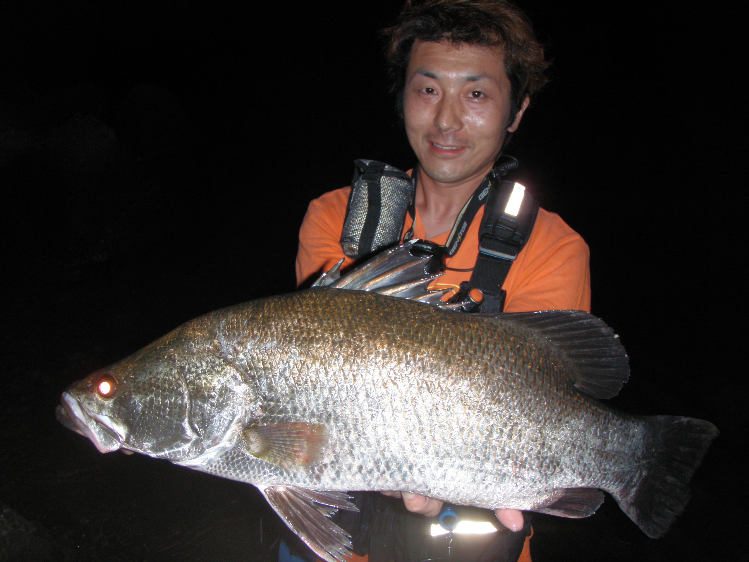 アカメ 今夜がヤマだな